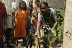 Goat Keeping
